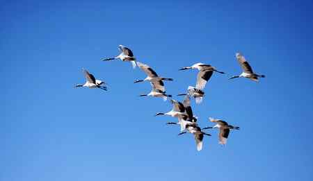 在蓝天中翱翔【美图】