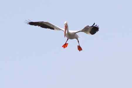 美洲白鹈鹕 美国加州内湖