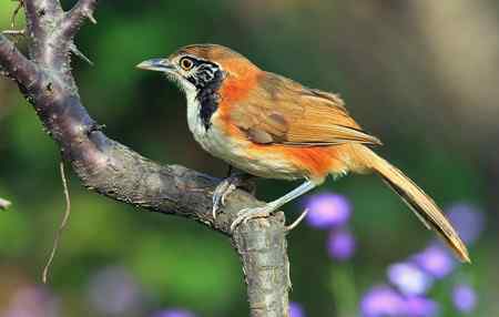 黑领噪鹛与樱花