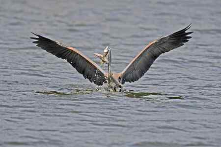 苍鹭吃鱼 美国洛杉矶