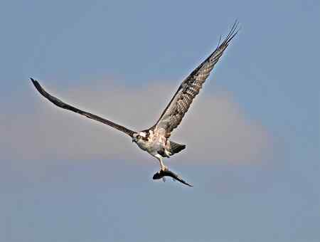 鱼鹰小集（Osprey）