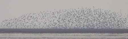 辽河口今晨雨中的鸟浪