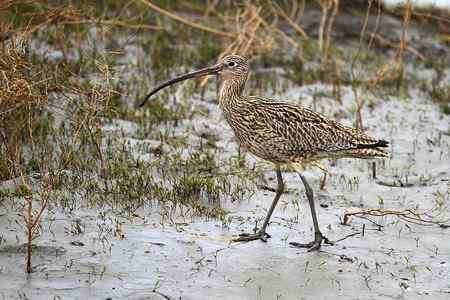 喜见当年大勺鹬 喜见当年大勺鹬