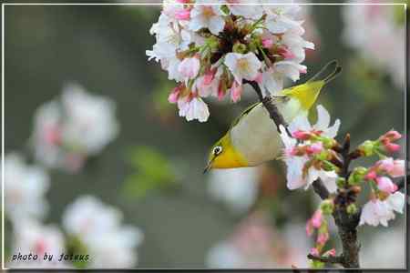 吉野櫻 綠繡眼