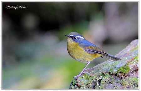 飛羽小品 白眉林鸲