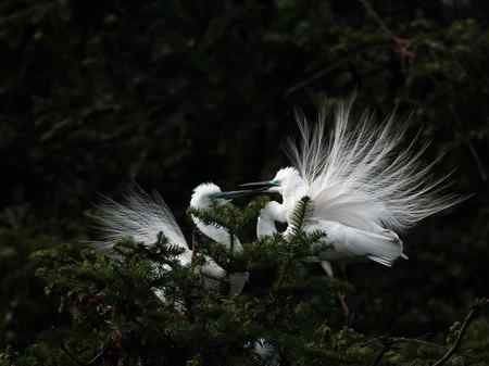 激情象山  白鹭篇（—）