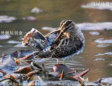 扇尾沙锥和针尾沙锥主要区别