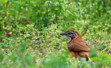 黑领噪鹛与樱花