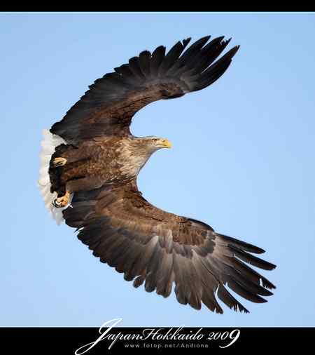 日本北海道白尾海鵰