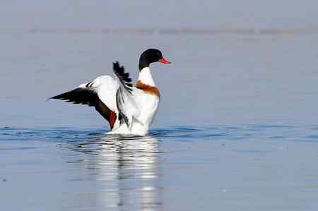 翘鼻麻鸭的故事