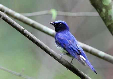 白腹姬翁.黄眉姬翁.鸲姬翁