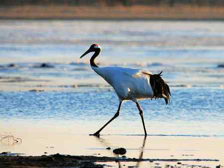 喜鹊喜迎丹顶鹤149家族