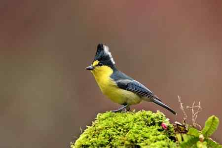 黃山雀賀新禧 台湾特有鸟类
