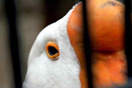 另类视角：北京动物园巨鸟怪鸟愤愤然