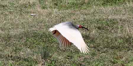 朱鹮白鹭一家亲