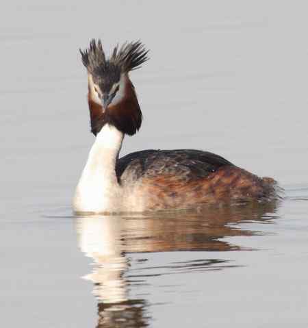 太阳岛的鸟  凤头