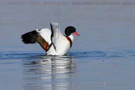 翘鼻麻鸭的故事