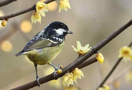 黄腹山雀高清晰照片一组