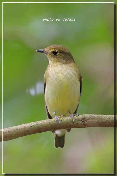 白腹琉璃 白腹姬鹟