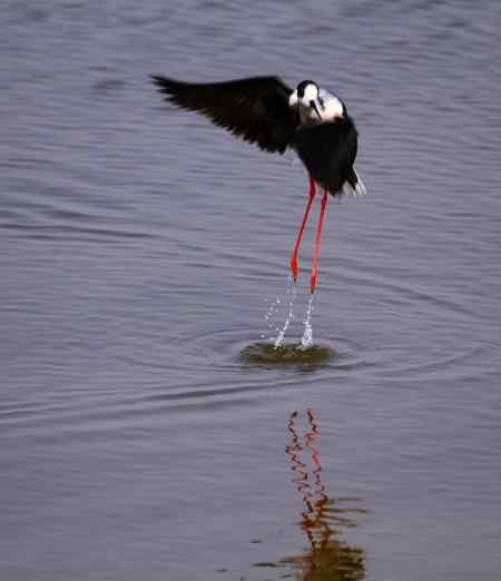 一组黑翅长脚鹬