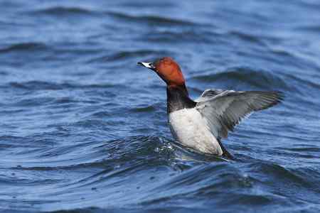 祝女影友节日快乐 送上一组漂亮的鸭子(10种鸭子) 祝女影友节日快乐 送上一组漂亮的鸭子(10种鸭子)