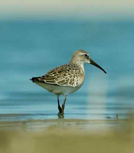 弯嘴滨鹬照片一组