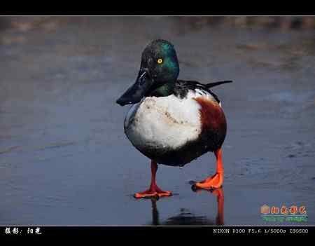 琵嘴鸭高清晰组图