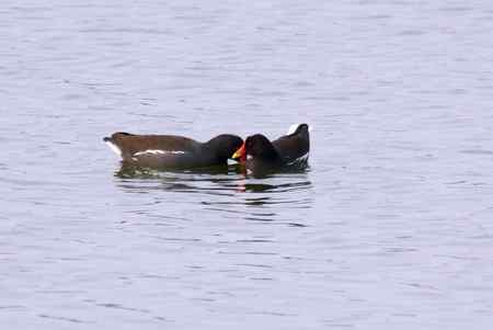 黑水鸡将爱情进行到底