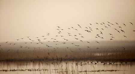 在天津大港湿地拍鸟观鸟