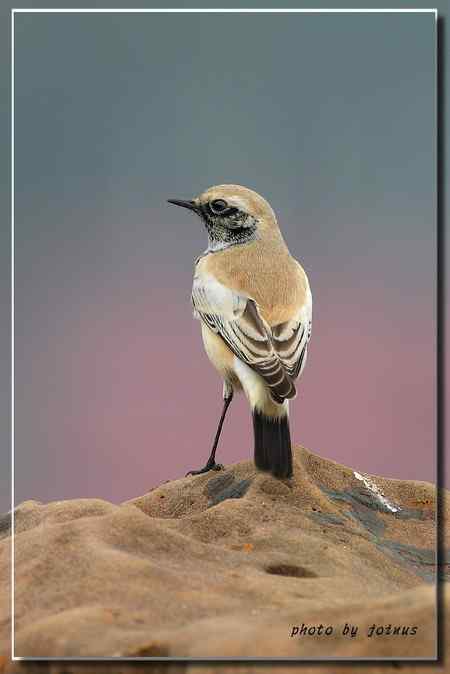 漠即鳥 台湾迷鸟