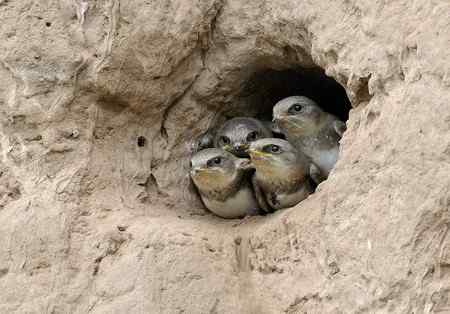 崖沙燕和冠鱼狗 崖沙燕和冠鱼狗