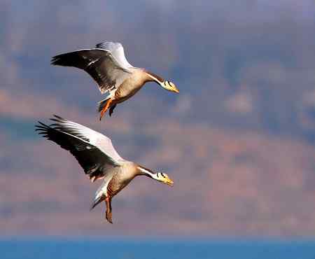 草海斑头雁魅力高清晰组图
