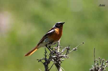 新疆北疆地区观鸟线路与季节参考——新疆常见特色林鸟