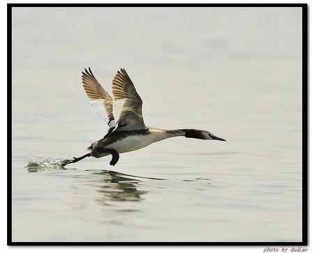 凤头 玩飞行