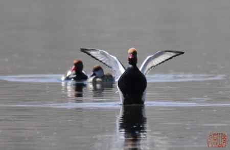浑河初开丽鸭来：赤嘴潜鸭