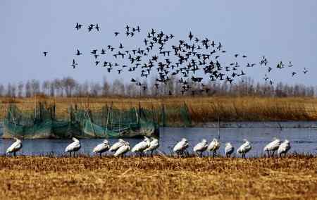 琵琶鹭及侯鸟已飞回向海
