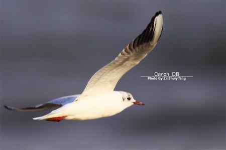 北戴河的海鷗越來越多……