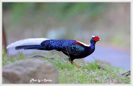 台中大雪山瑰寶——蓝腹鹇、帝雉