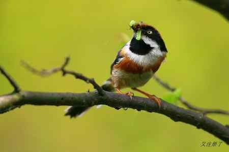 红头长尾山雀 最忙碌的季节