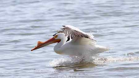 美洲白鹈鹕 美国加州内湖