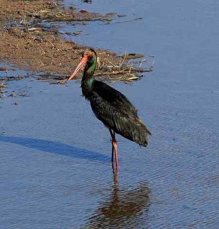 山西拍鸟之黑鹳