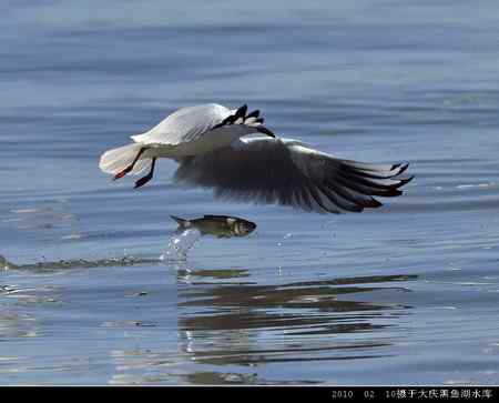 天福野鸟摄影 回放 天福野鸟摄影 回放