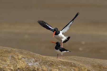 蛎鹬春天的故事