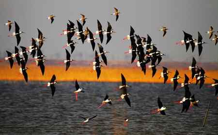 一组黑翅长脚鹬