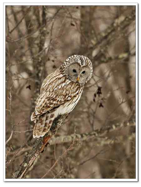 山路偶遇长尾林號