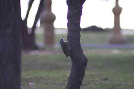 也发点望远镜摄影的片子