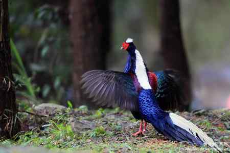 藍腹鷴觀察記錄