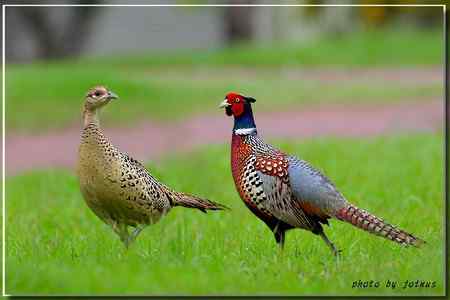 環頸雉【组图】