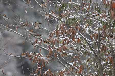 罕见的变异：神农架白化燕雀，广西黑化伯劳！