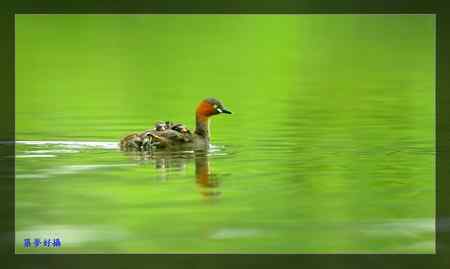 小鸊鷉照片大全